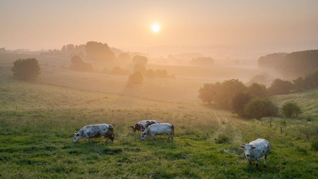 Flämische Ardennen