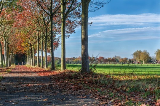 Hospice Forests