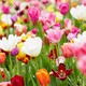 29 april t/m 8 mei: Gentse Floraliën